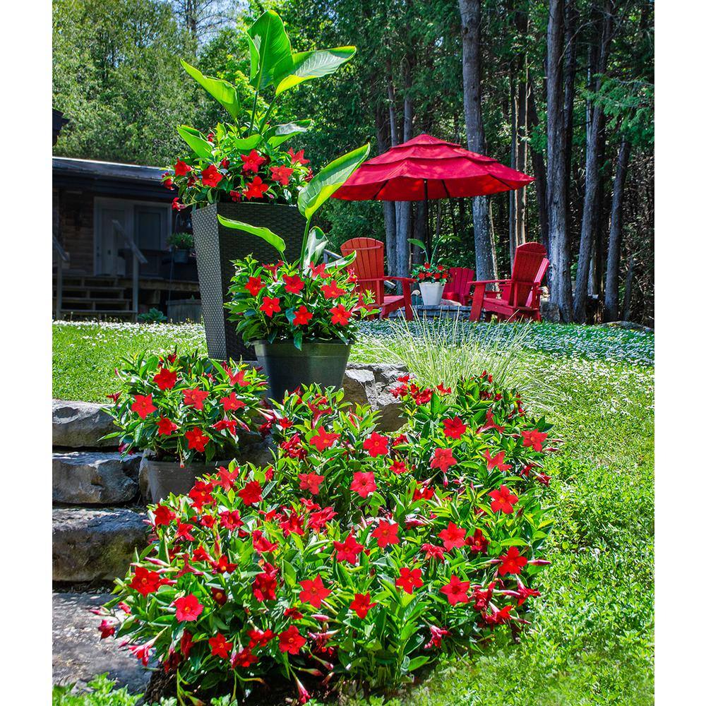 1.5 Pint Dipladenia Flowering Annual Shrub with Red Flowers (4-Pack) - Hercitys