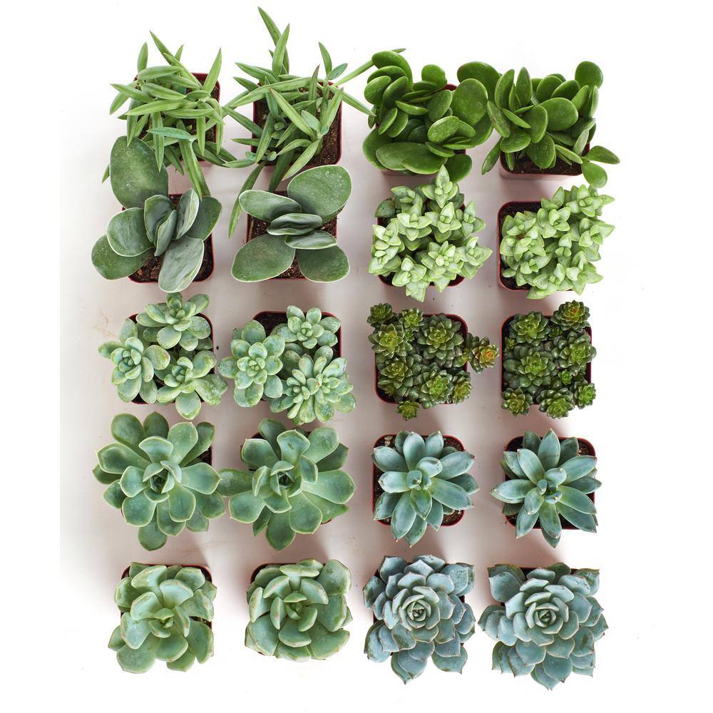 2 in. Blue/Green Collection Succulent (Collection of 20) - Hercitys