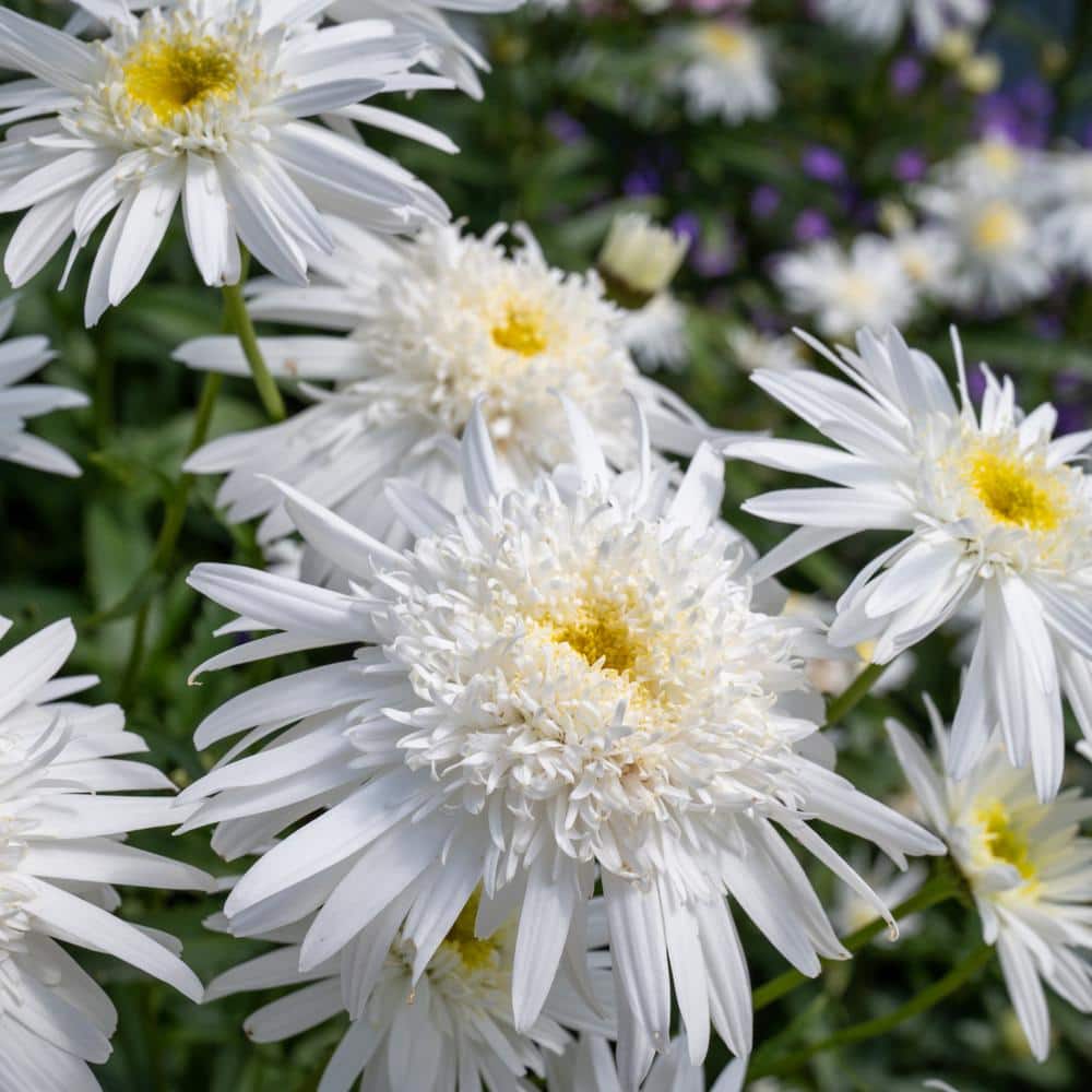 2.5 in. Shasta Daisy Carpet Angel Plant (3-Pack) - Hercitys