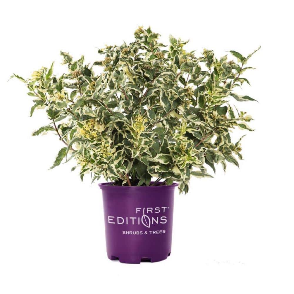 2 Gal. Cool Splash Dwarf Bush Honeysuckle Live Shrub with Variegated Foliage Bright Yellow Flowers - Hercitys