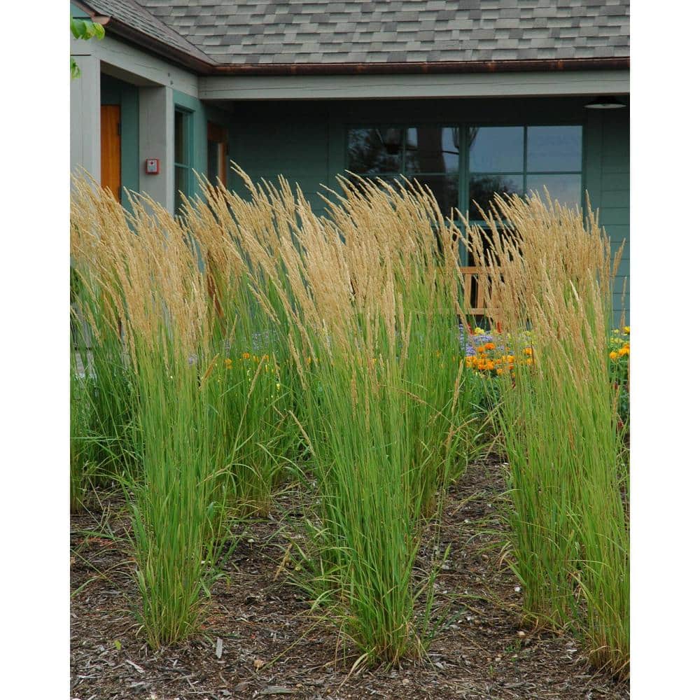1 Gal. Karl Foerster Feather Reed Grass - Hercitys