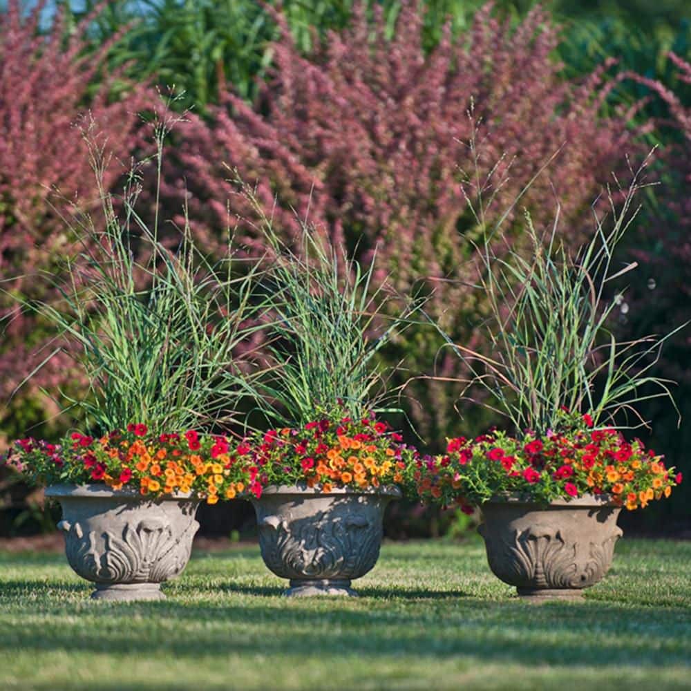 0.65 Gal. Prairie Winds Cheyenne Sky Red Switch Grass (Panicum Virgatum) Live Perennial Plant - Hercitys