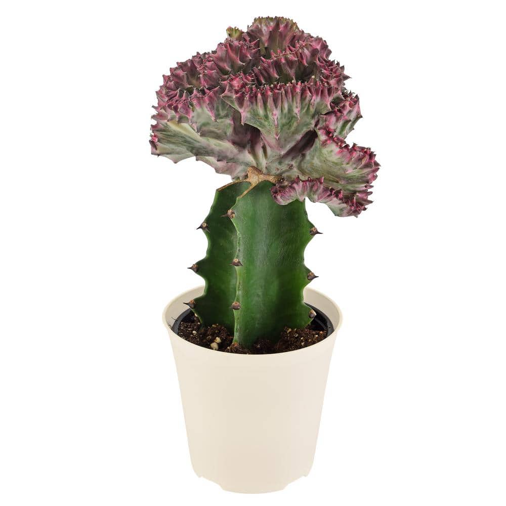 4 in. Light Purple Marmaid Tail Coral Cactus Live Indoor Plant in Beige Plastic Pot Cover - Hercitys