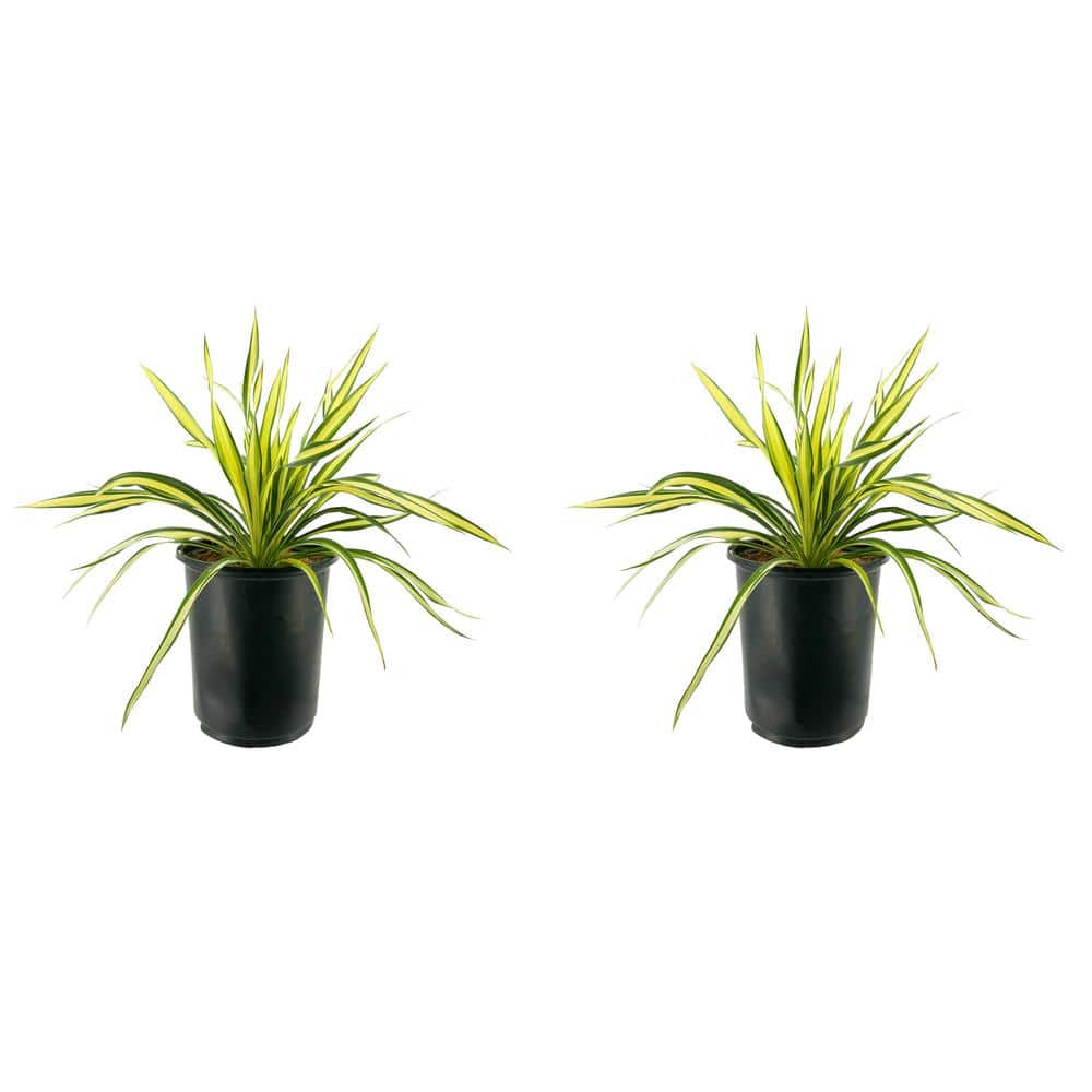 2.5 qt. Perennial Yucca Variegated (2-Pack) - Hercitys