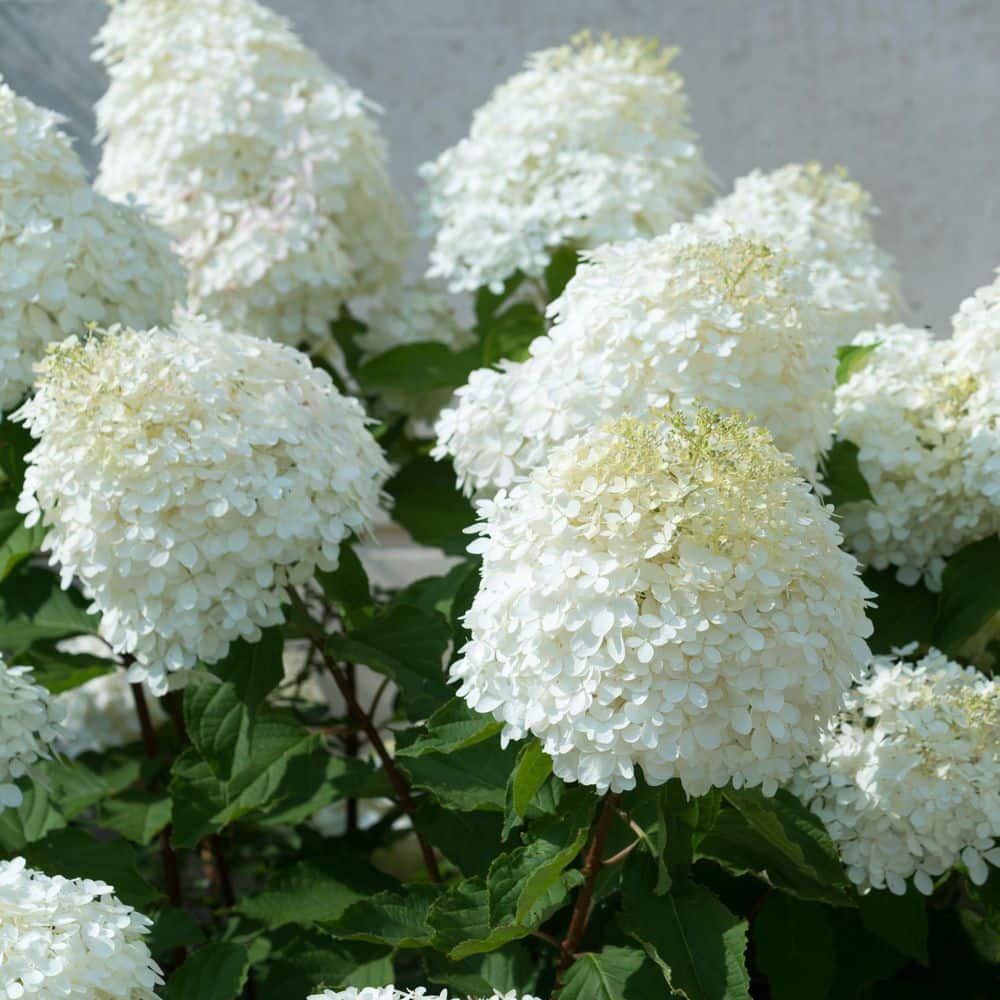 1 gal. Hydrangea Sweet Starlight Shrub with White and Pink Flowers - Hercitys