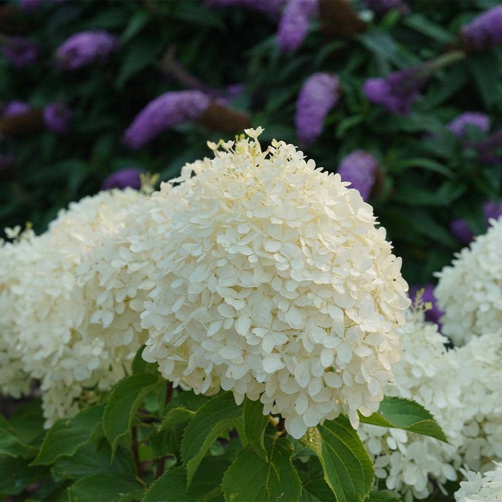 5 Gal. Puffer Fish Hydrangea Shrub - Hercitys