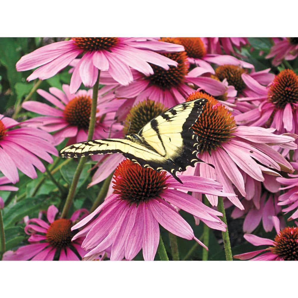 1 Gal. Pot, Purple Flowering Coneflower Perennial Plant (1-Pack) - Hercitys