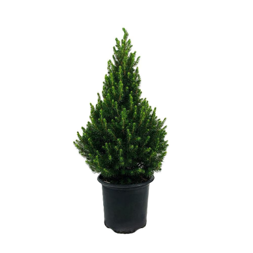 1.5 Gal. Dwarf Alberta Spruce (Picea g. ‘Conica’)Live Potted Evergreen Tree (1 each) - Hercitys