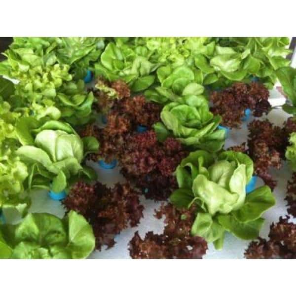 128 Plugs Hydroponic Seeding Tray (2-Pack) - Hercitys