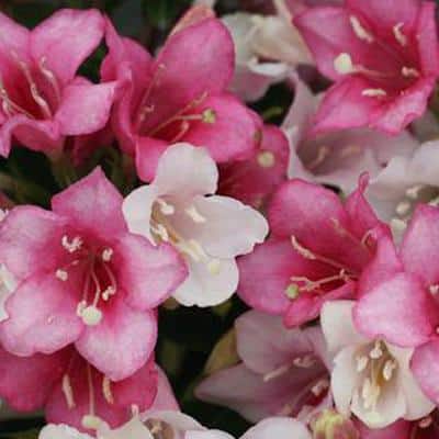 1 Gal. Czechmark Trilogy (Weigela) Live Shrub, White, Pink, and Red Flowers - Hercitys