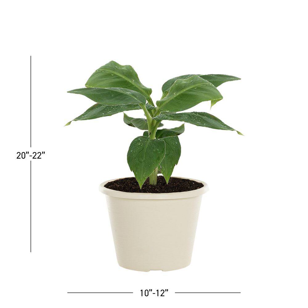 1 Gal. Musa Banana Plant in Deco Planter Green Annual Plant (1-Pack) - Hercitys