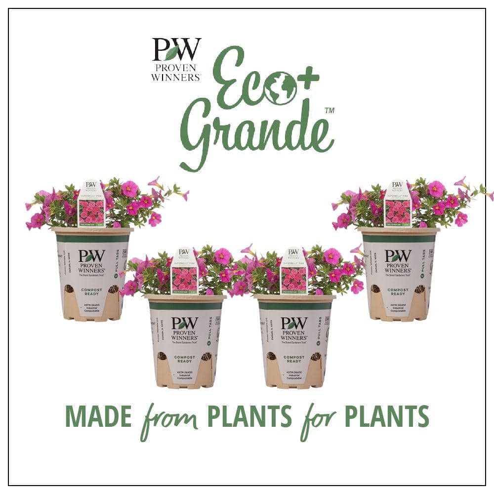 4.25 in. Eco+Grande, Superbells Pink (Calibrachoa) Live Plant, Pink Flowers (4-Pack) - Hercitys