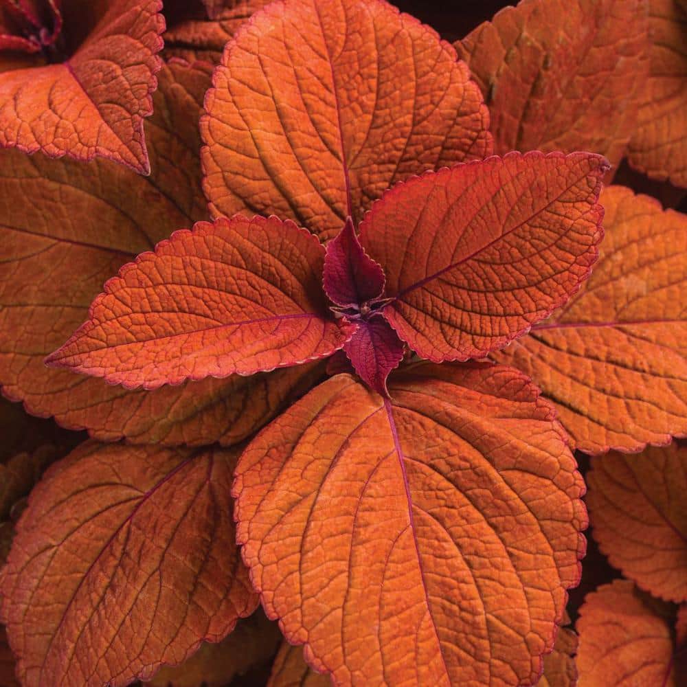 4.25 in. Eco+Grande ColorBlaze Sedona Sunset Coleus (Solenostemon) Live Plant, Orange Foliage (4-Pack) - Hercitys