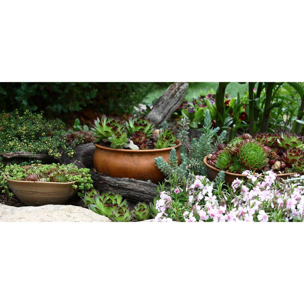 1 Gal. Blue Moon Stonecrop (Sedum Reflexum) Live Flowering Full Sun Perennial Groundcover Plant - Hercitys