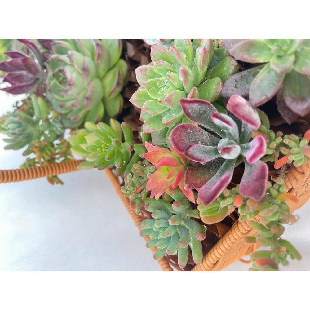 11 in. x 7 in. Large Wicker Soilless Succulent Plant Flower Basket, Lightweight Beautiful Collection of Succulents - Hercitys