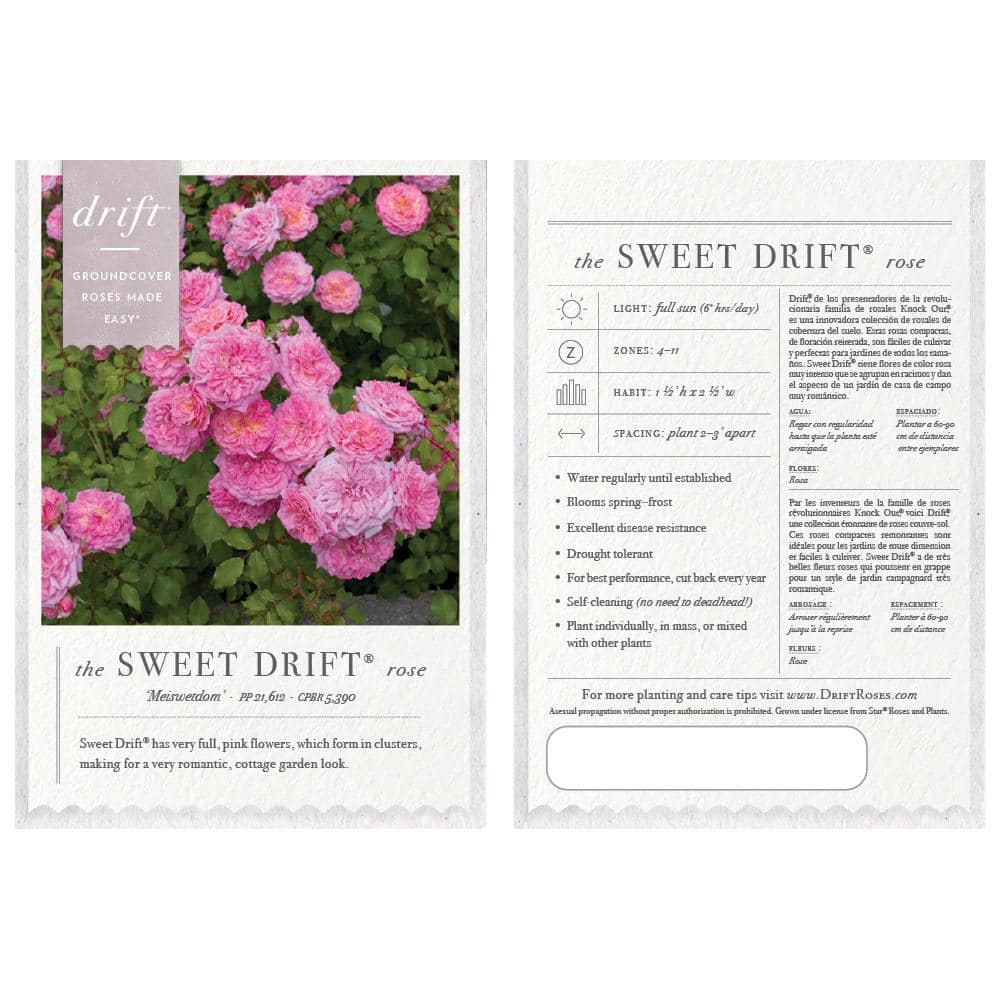 1 Gal. Sweet Drift Rose Bush with Pink Flowers - Hercitys