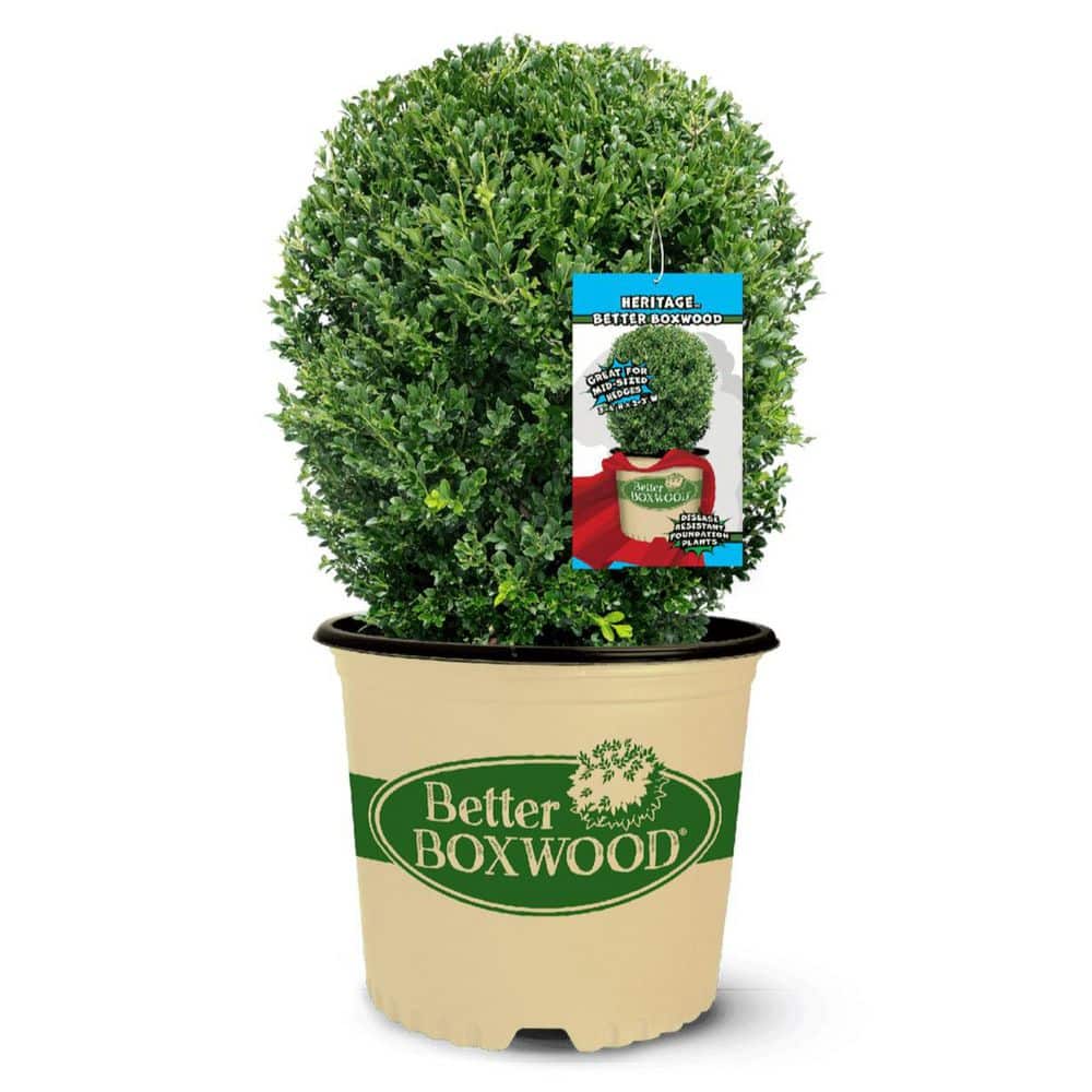 2.5 qt. Heritage Boxwood, Evergreen Shrub With Glossy Green Foliage - Hercitys