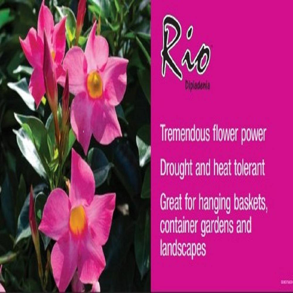 1.5 Pint Dipladenia Flowering Annual Shrub with Red Flowers (4-Pack) - Hercitys