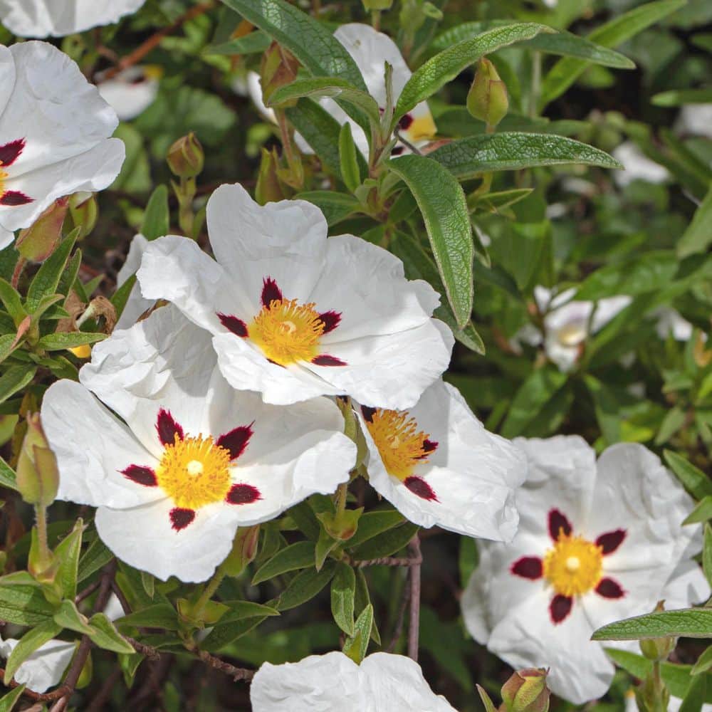 #5 Container Crimson-Spot Rock Rose Shrub(2-Pack) - Hercitys