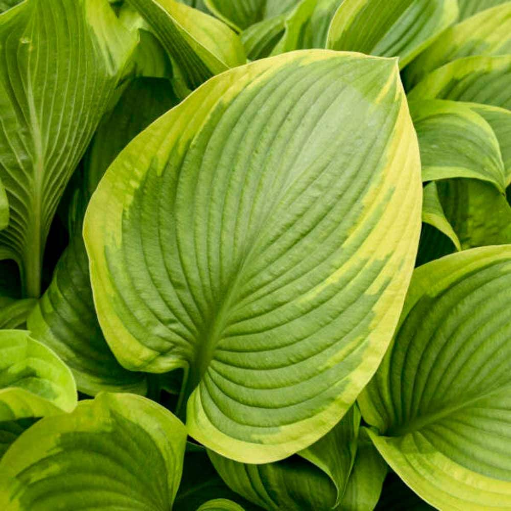 0.65 Gal. Shadowland Lone Star Hosta (Hosta Hybrid) Live Perennial Plant with Green and Yellow Foliage - Hercitys