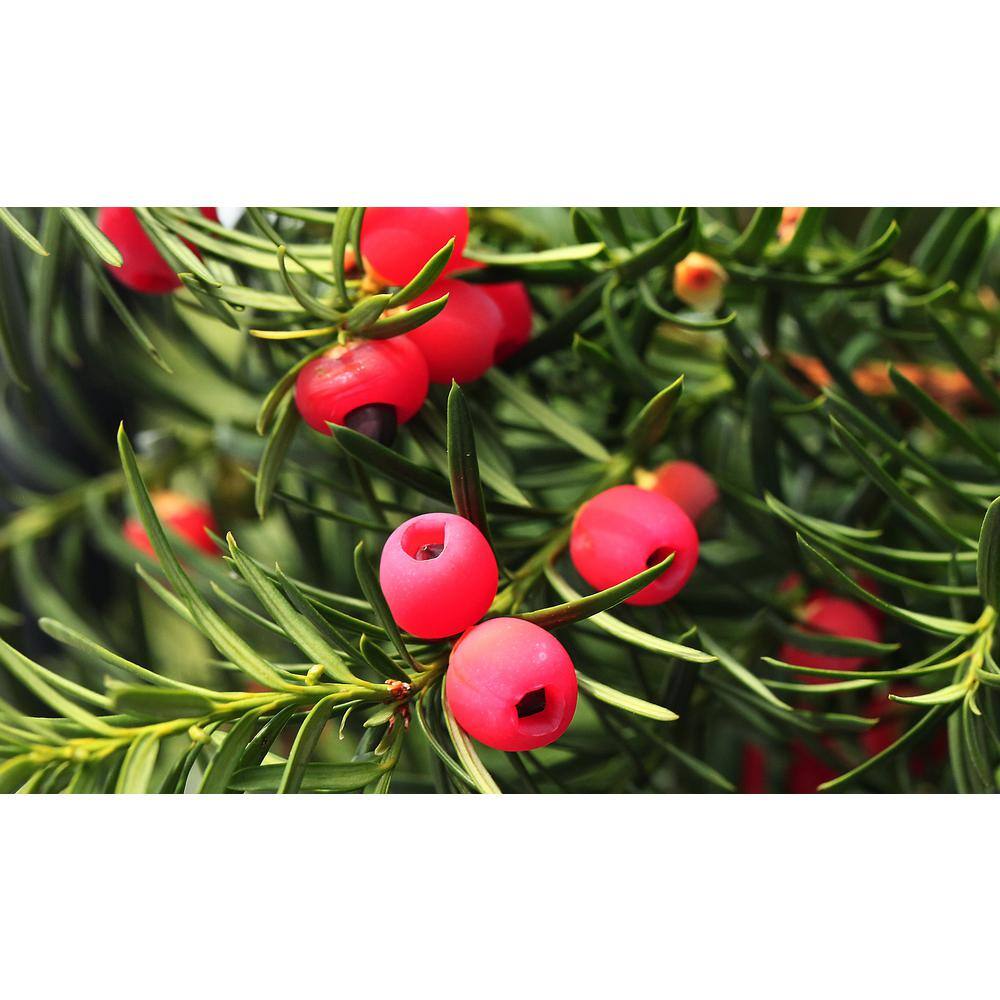 1 Gal. Dense Spreading Yew Shrub this Classic Massive Shrub can Now be Used as a Small Specimen Plant - Hercitys