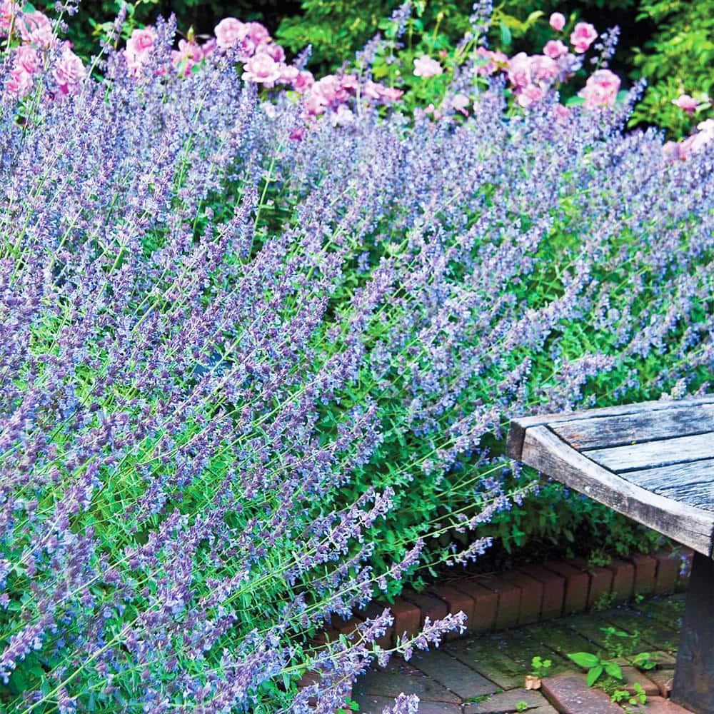 1 Gal. Pot, Walker’s Low Catmint Nepeta Potted Flowering Pernenial Plant (1-Pack) - Hercitys