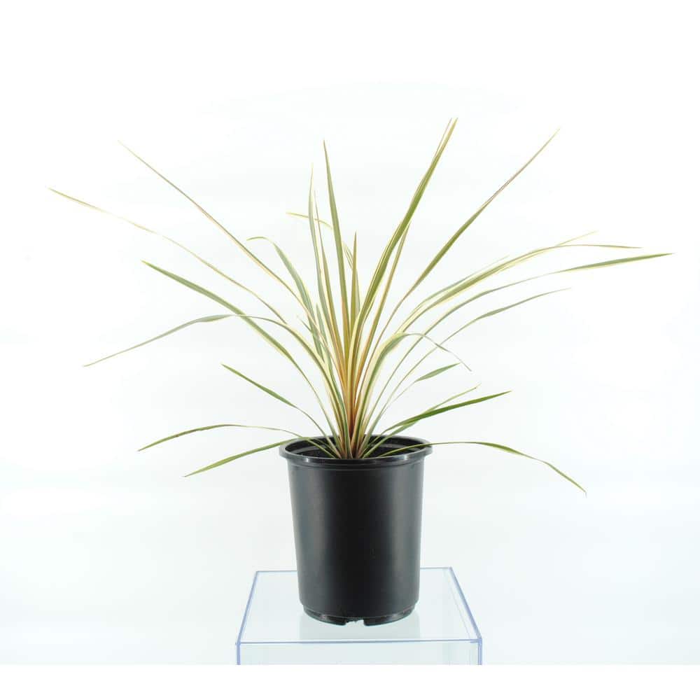 2.5 qt. Grass Cordyline Australis Torbay Dazzler Perennial (4-Pack) - Hercitys