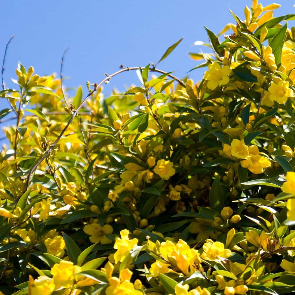 1 gal. Carolina Jessamine Plant with Yellow Flowers - Hercitys