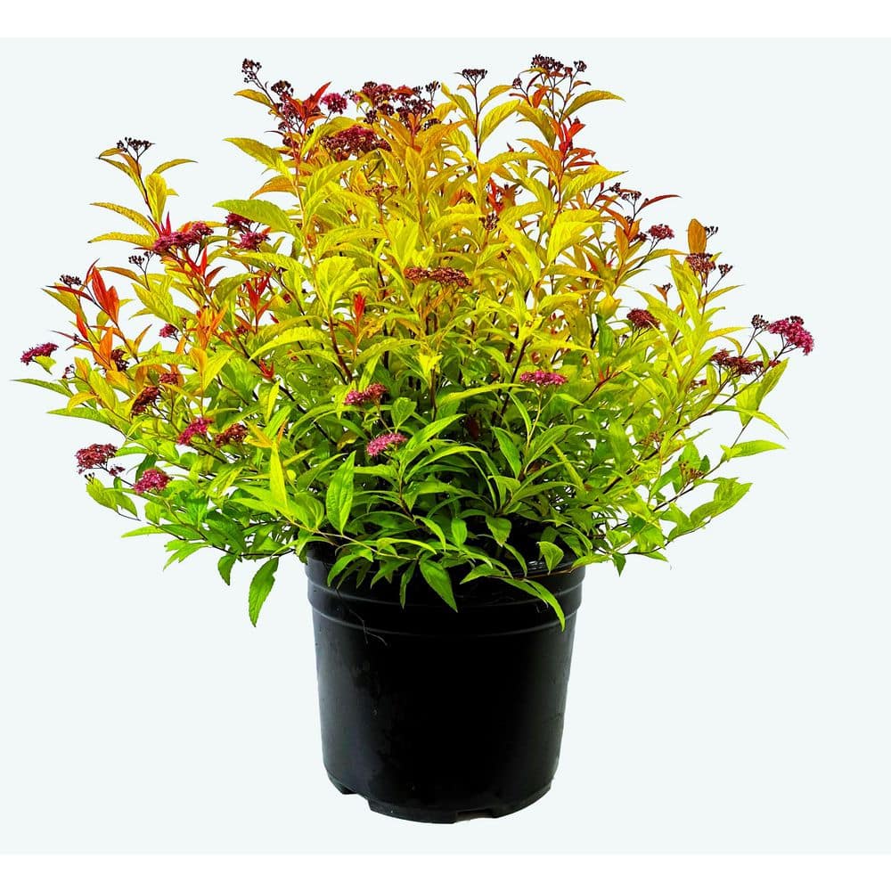 2.25 Gal. Magic Carpet Spiraea Live Shrub Dwarf with Pink Blooms - Hercitys