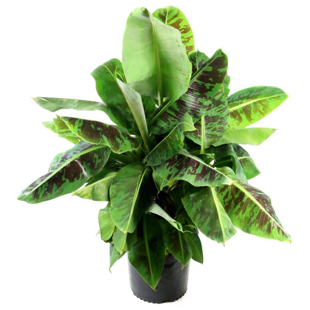 1 gal. Banana Dwarf Cavendish Perennial Plant - Hercitys