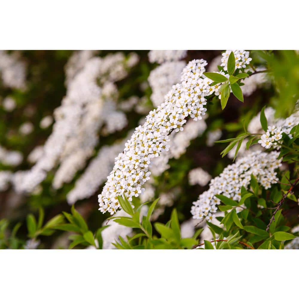 1 Gal. Bridal Wreath Spirea Flowering Shrub with Cascading White Flowers - Hercitys