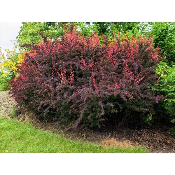 1 Gal. Rose Glow Barberry Shrub Deep Purple Foliage Naturally Mottled with Rosepink Splashes - Hercitys