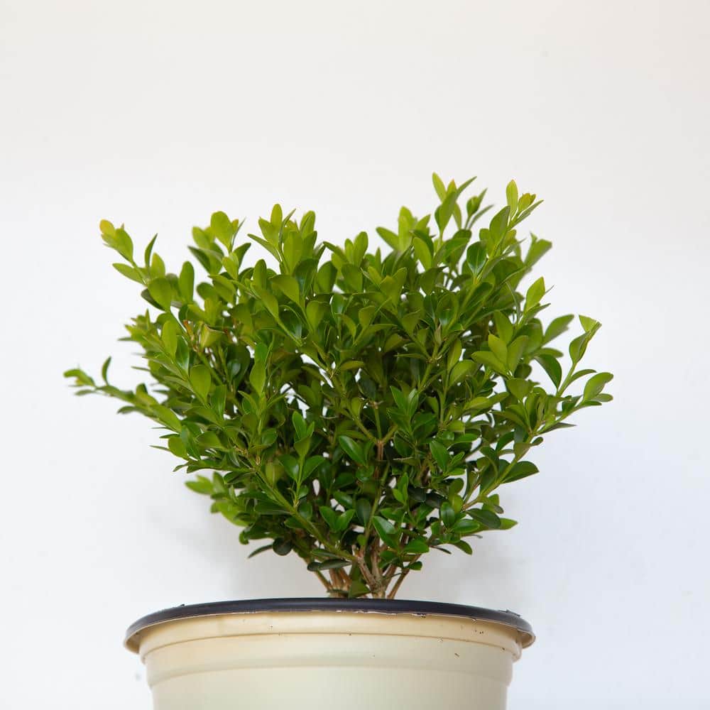 2.5 qt. Heritage Boxwood, Evergreen Shrub With Glossy Green Foliage - Hercitys