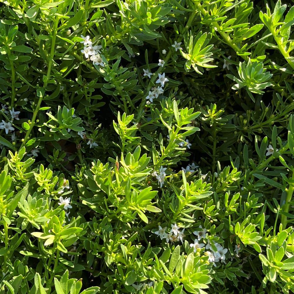 #1 Container Creeping Myoporum Ground Cover Plant (4-Pack) - Hercitys