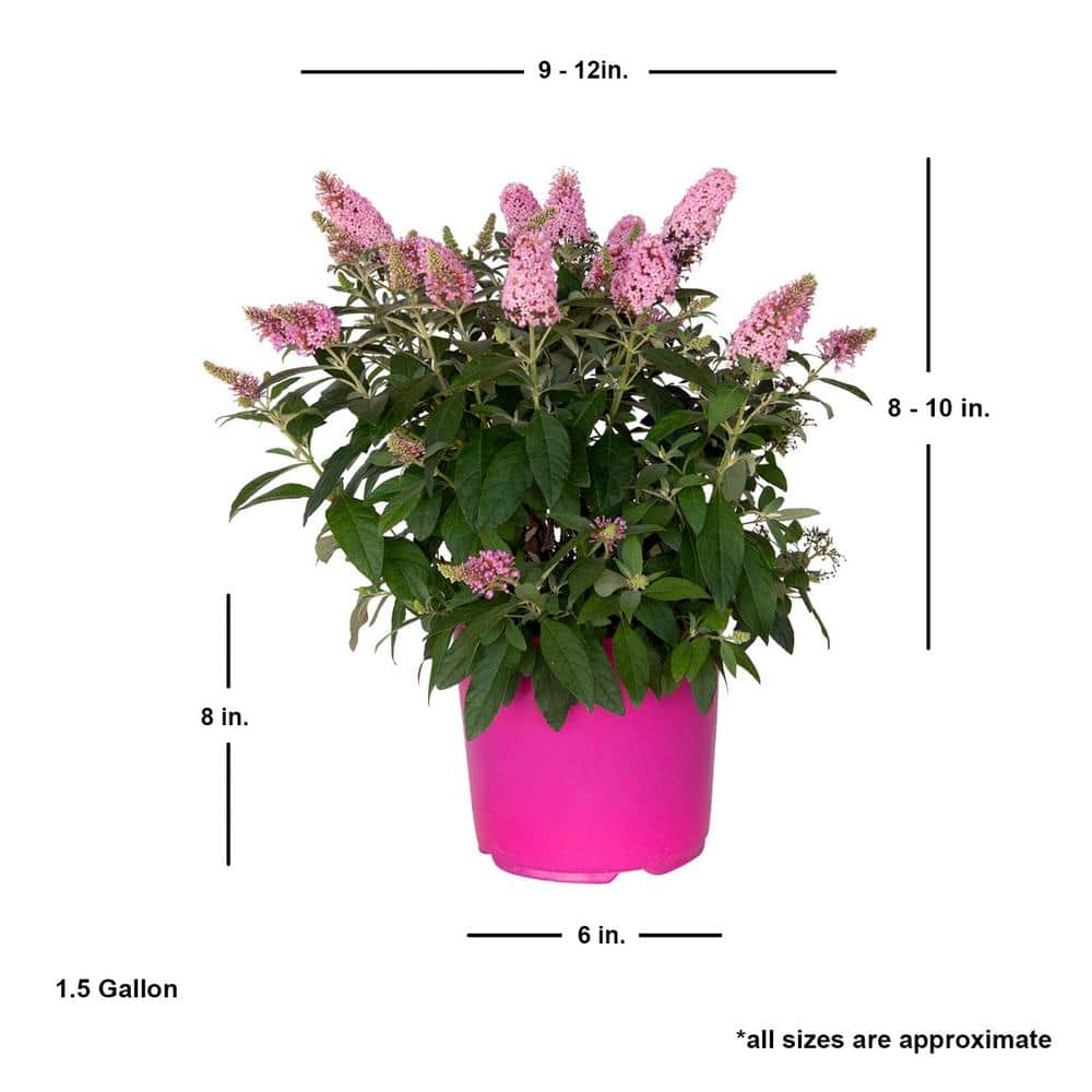 1.5 Gal. Lil’ Taffy Butterfly Bush (Buddleia) Live Shrub Plant, Pink Flowers - Hercitys