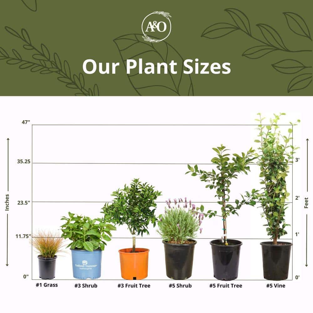 #2 Container Flame Seedless Grape Vine Plant - Hercitys