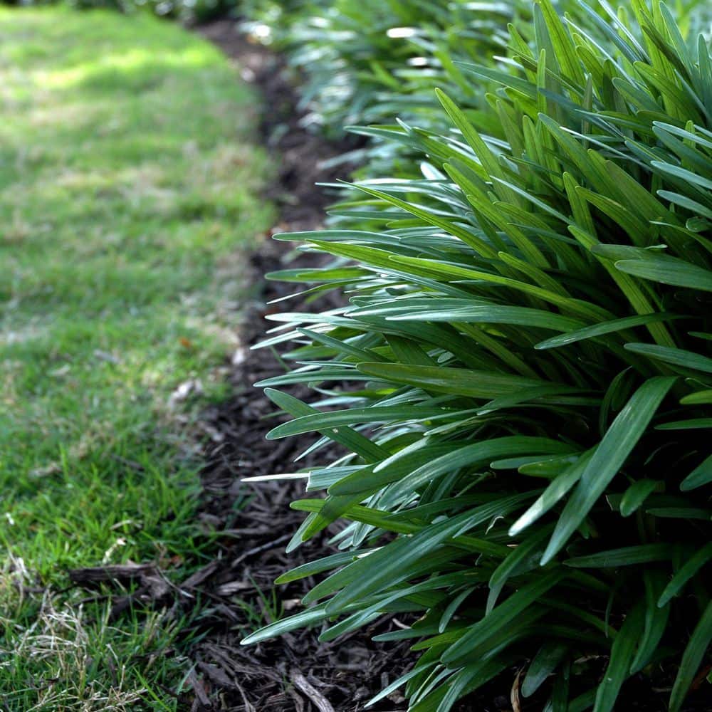 1 g Dwarf Mondo Grass Plant - Hercitys