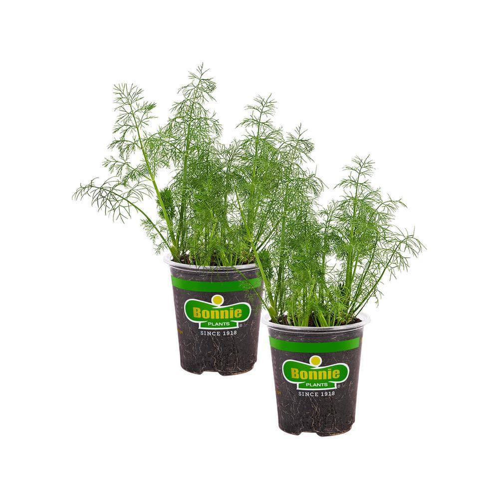 19 oz. Dill Herb Plant (2-Pack) - Hercitys
