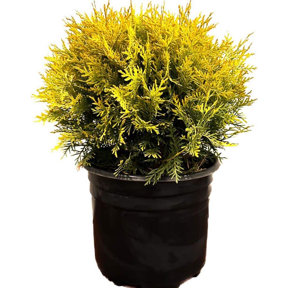 2.25 Gal. Golden Globe Arborvitae Evergreen Shrub With Bright Yellow Foliage (1 each) - Hercitys