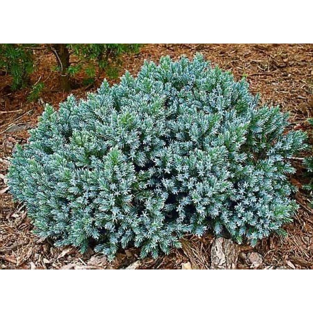 1 Gal. Blue Star Juniper Shrub Turquoise and Silver, Low Maintenance Dwarf Conifer Drought Tolerant - Hercitys