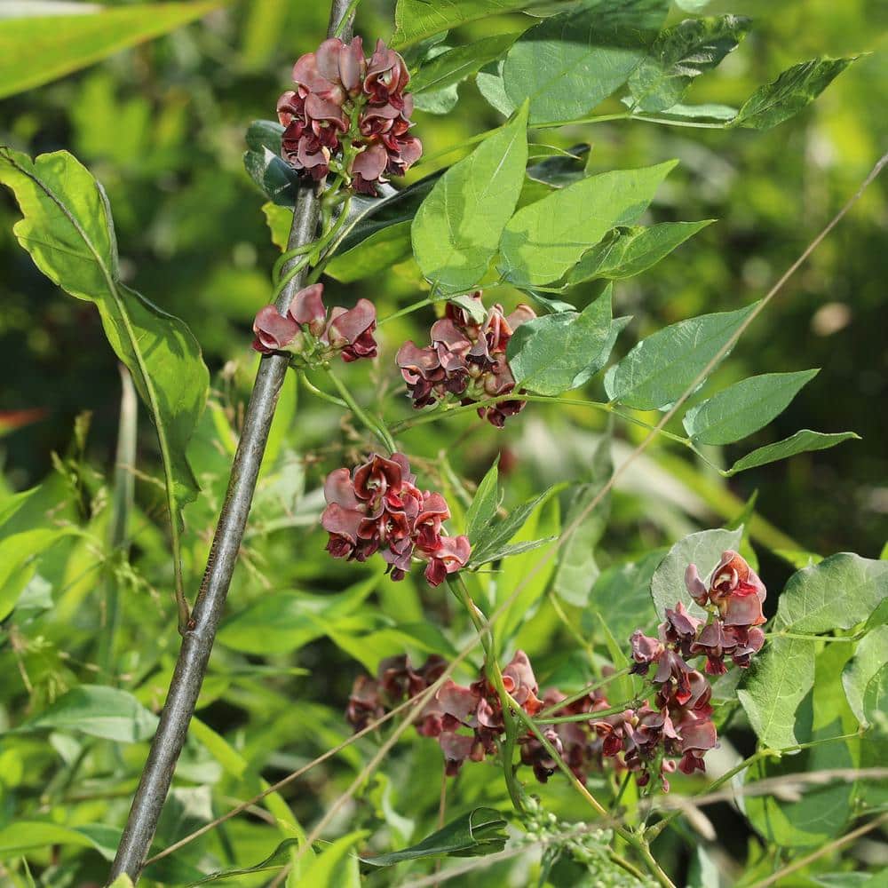 1 gal. Apios Americana Ground Nut Perennial Plant Ruddy Red Flowers - Hercitys