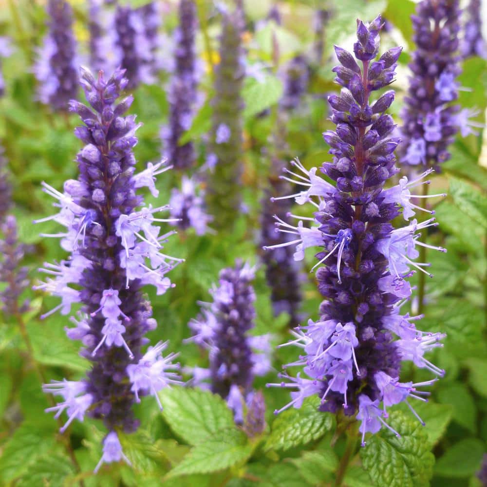 3.25 in. Little Adder Agastache Perennial Plant with Purple Flowers 3-Piece - Hercitys