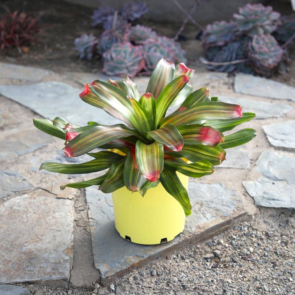4 qt. Bromeliad Neoregelia Freddie Tropical Perennial Outdoor Plant with Pink and Green Foliage in Grower Pot - Hercitys
