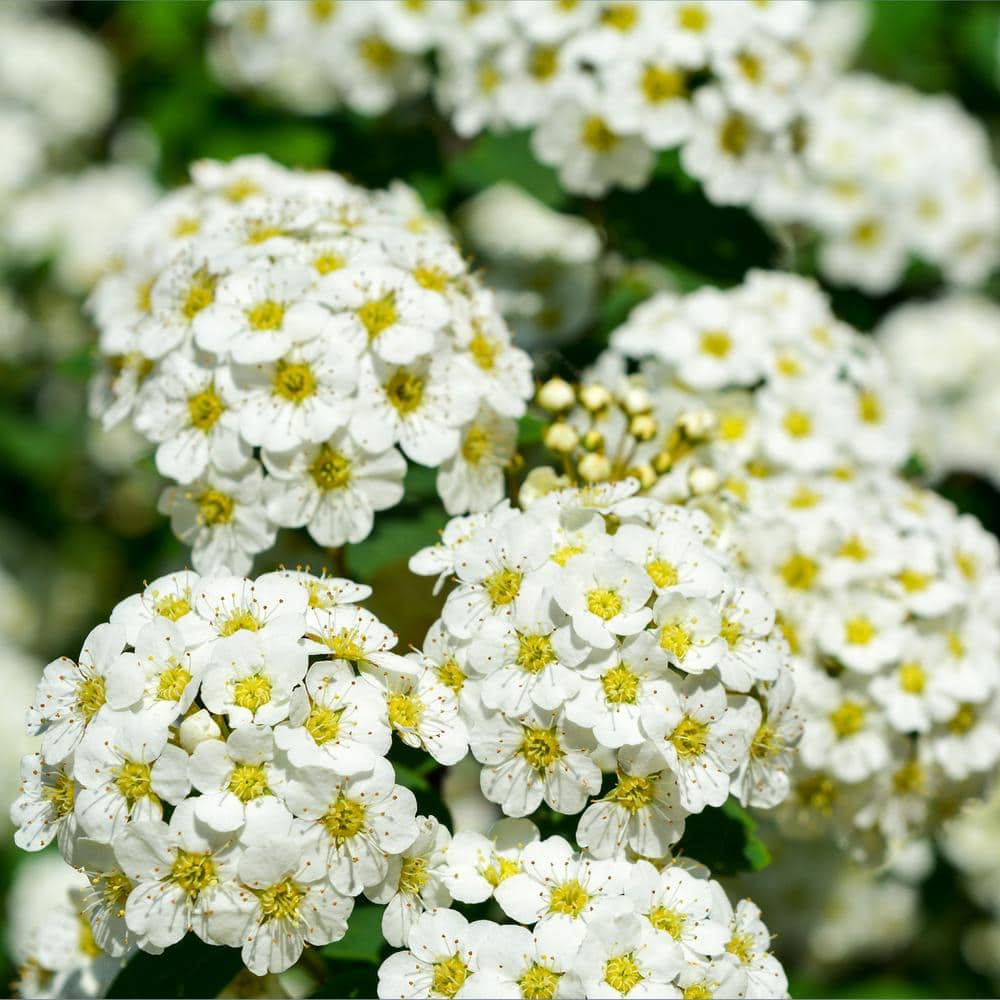 2.25 Gal. Spirea Reeves Flowering Shrub with White Blooms - Hercitys