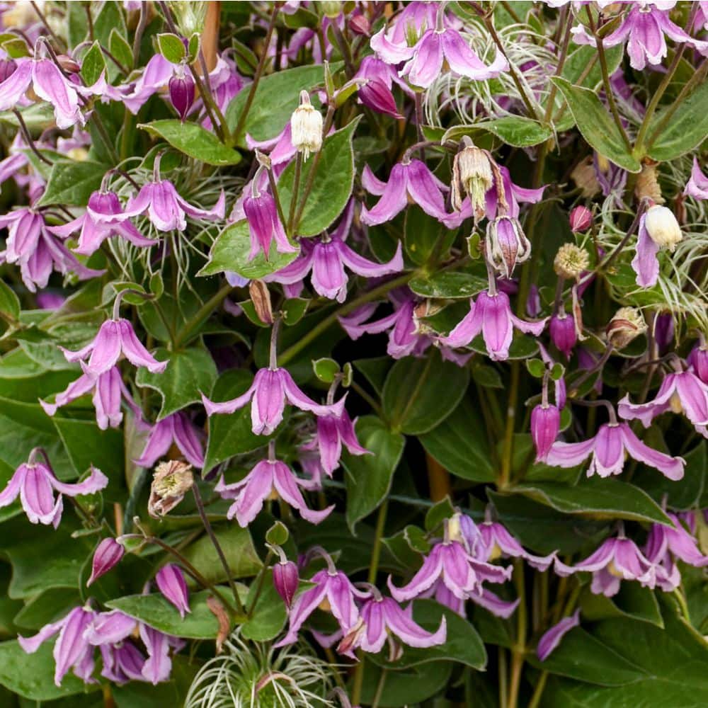 0.65 Gal. Stand By Me Pink Bush Clematis (Clematis Hybrid) Live Perennial Plant with Pink Flowers - Hercitys