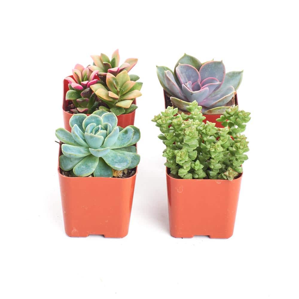 2 in. Premium Pastel Succulent (Collection of 4) - Hercitys