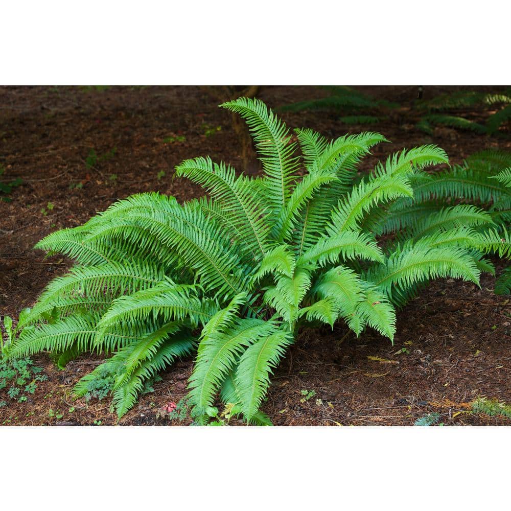 1 Gal. Sword Fern Shrub With Long Soft Fronds Great for Heavy Shade - Hercitys