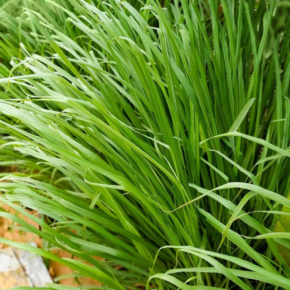 1 gal. Lemongrass Plant - Hercitys