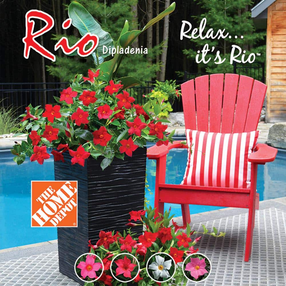 1.5 Pint Dipladenia Flowering Annual Shrub with Red and Pink Flowers (4-Pack) - Hercitys