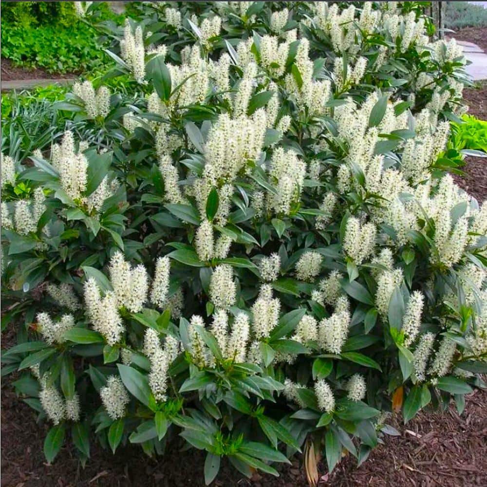 1 Gal. Cherry Laurel Otto Luyken Shrub Hardy, Fragrant, Beautful Shrub Perfect for Hedge Plantings - Hercitys